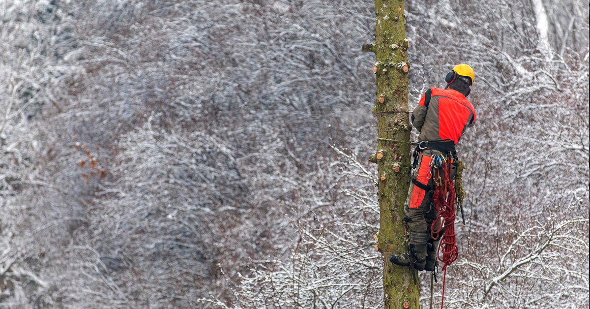 Tree Rigging Tips and Techniques that Improve Safety and Efficiency -  Rock-N-Arbor